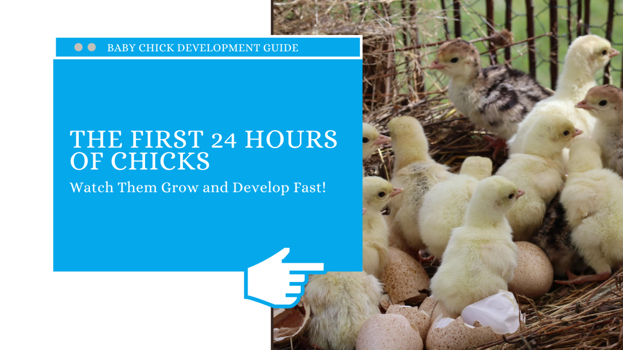 Understanding Baby Chick Development: The First 24 Hours